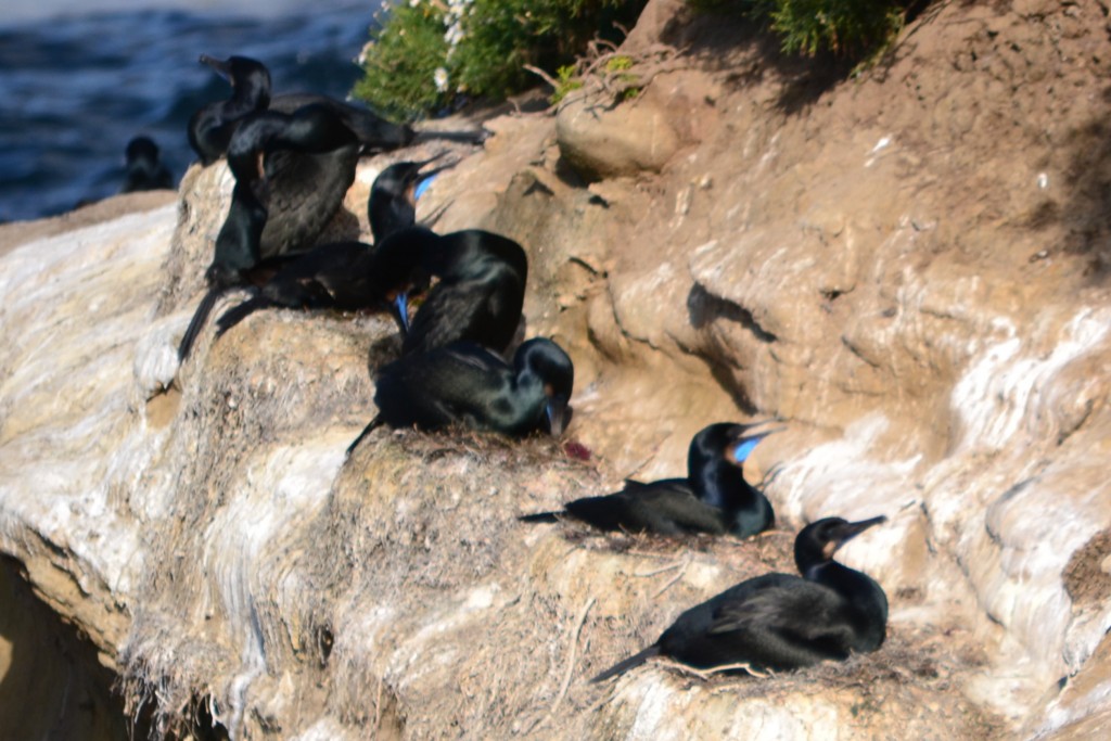 120312, Close Up of Birds with Blue Beak