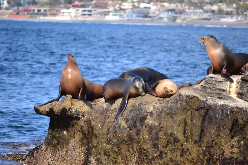 120312, Close to the Seals