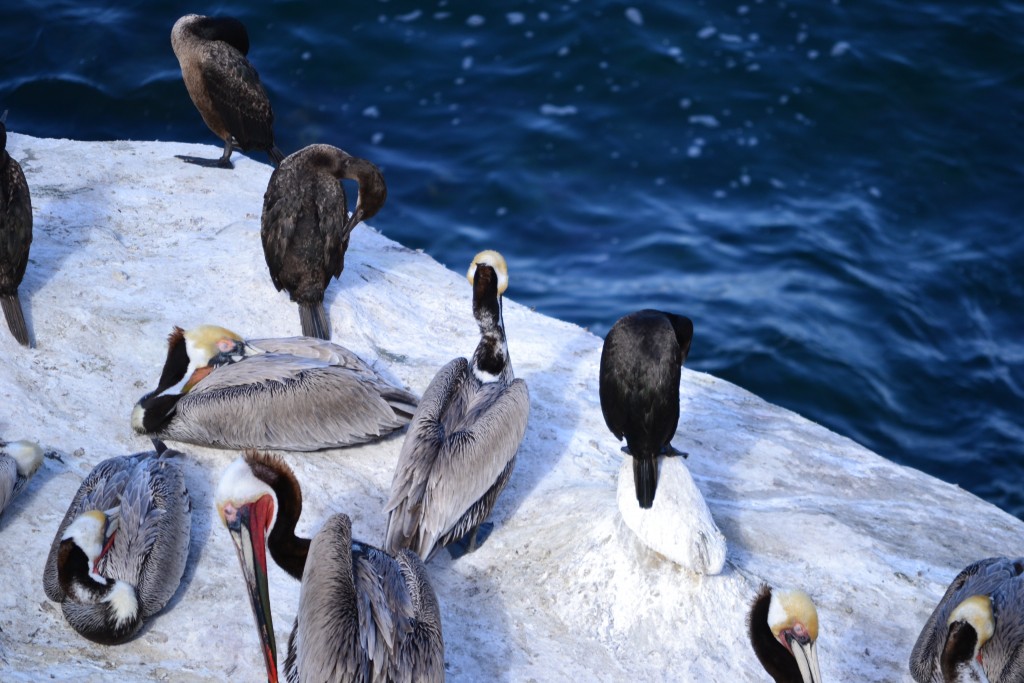 120312, Penguins at La Jolla Cove