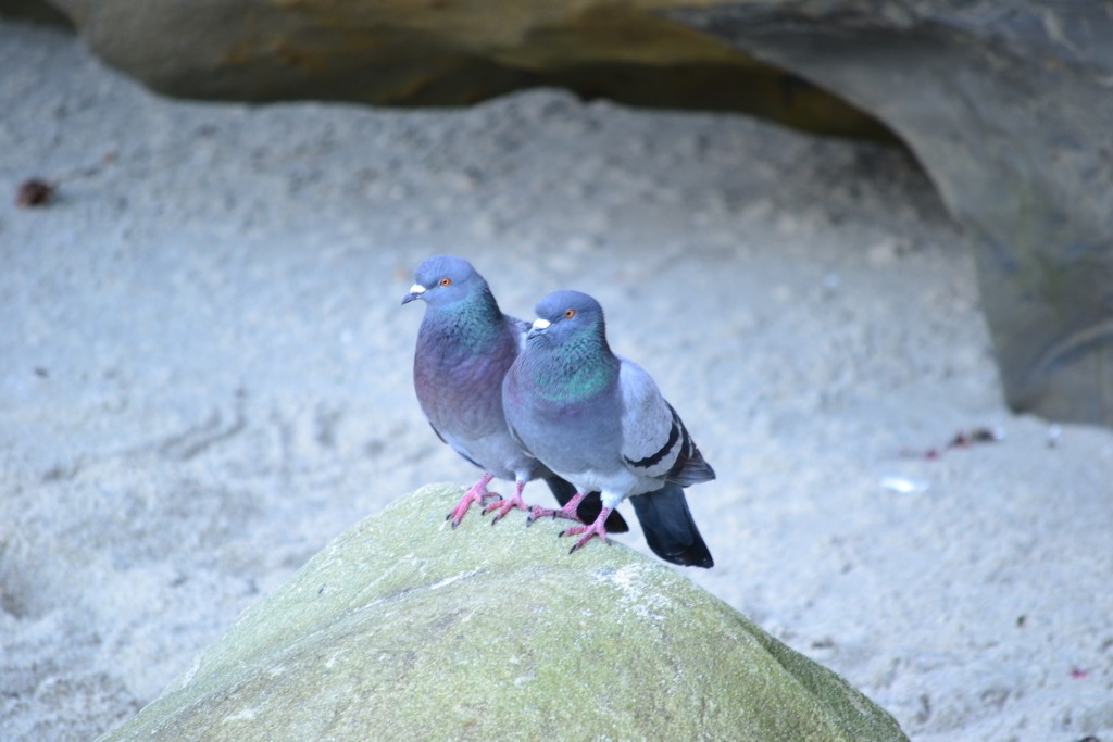 +Birds on a Rock at La Jolla Cove, March_2012