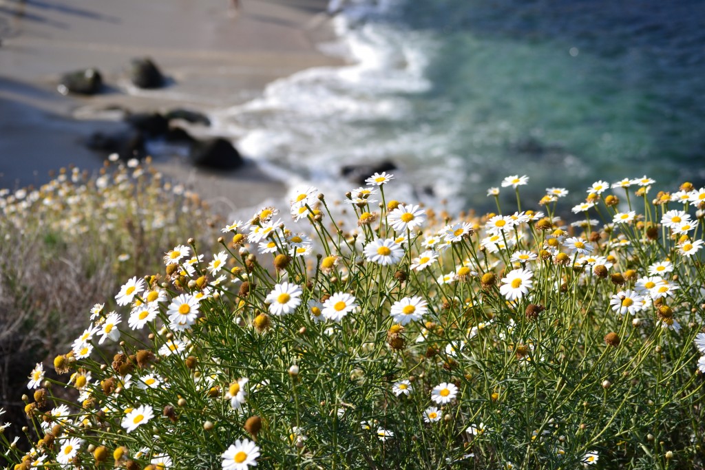 Flowers with La Jolla Cove in the Background