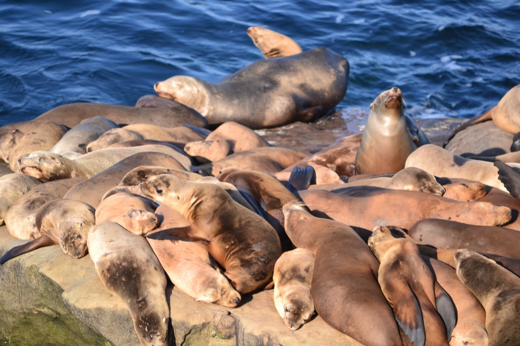 Massive Seals at La Jolla Cove