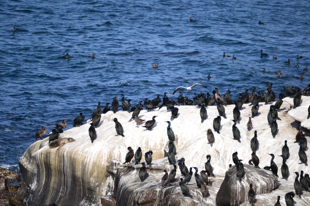 So Many Birds, La Jolla Cove