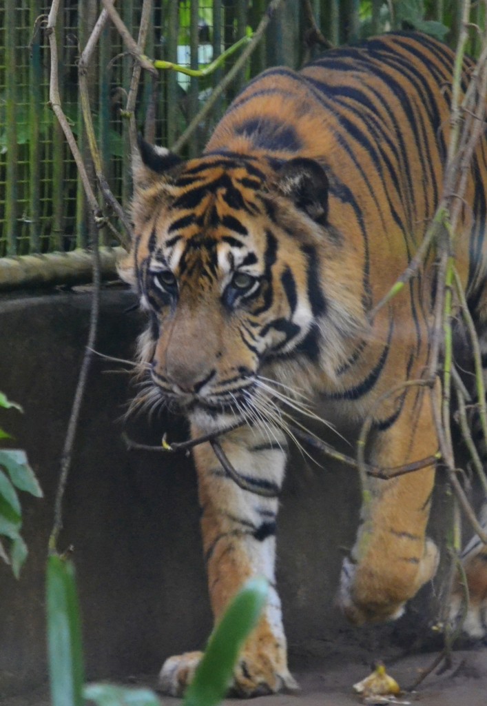 76 D9 Tiger at Bali Zoo, 1.7.13