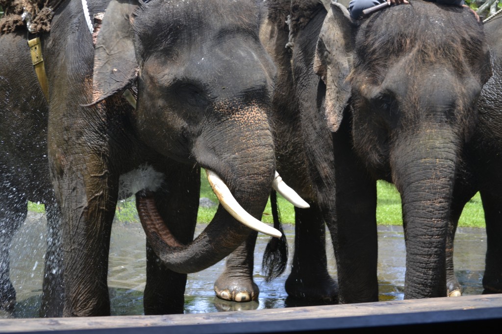 81 D9 Elephants Bathing, Bali Zoo, 1.7.13