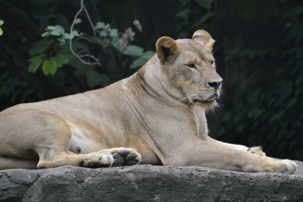 82 130107, D9 Lioness at Bali Zoo, 1.7.13