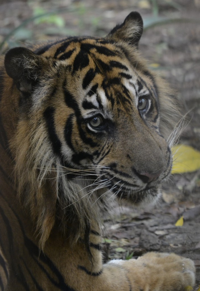 83 D9 Amazing Tiger at Bali Zoo, 1.7.13