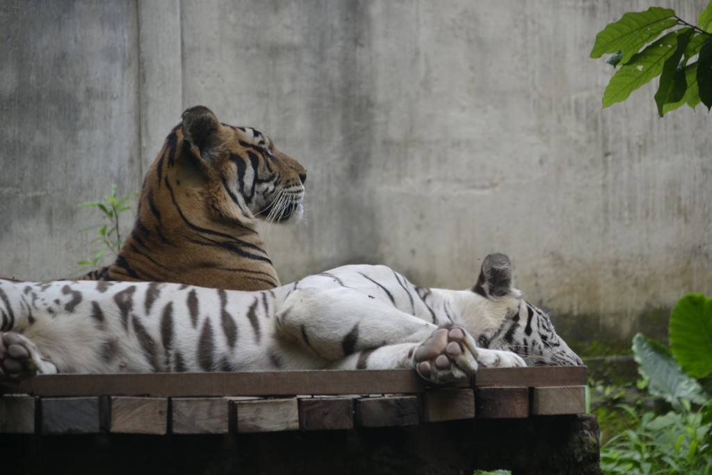 D9 Tigers at Bali Zoo, 1.7.13