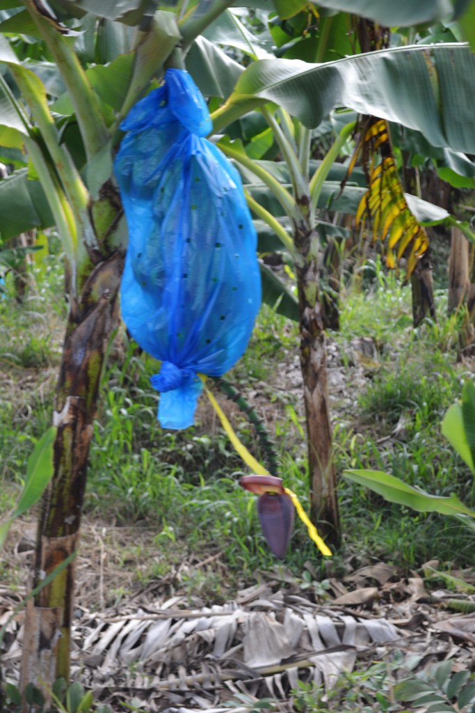 12 Banana Tree, St. Lucia, 1.28.16