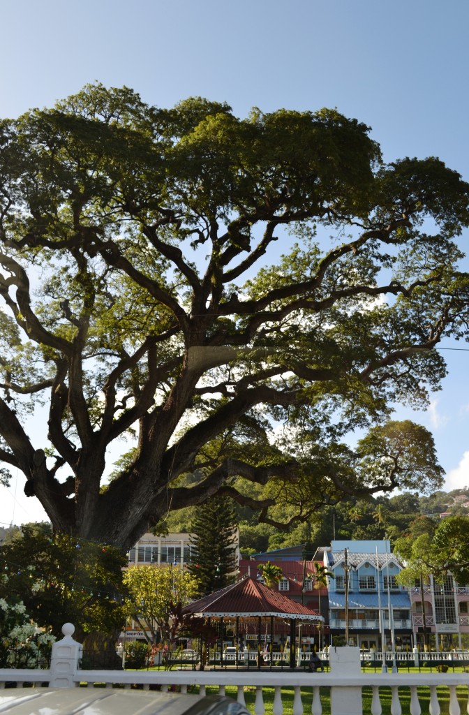 3 The Samaan Tree, 400 yrs, St. Lucia, 1.28.16