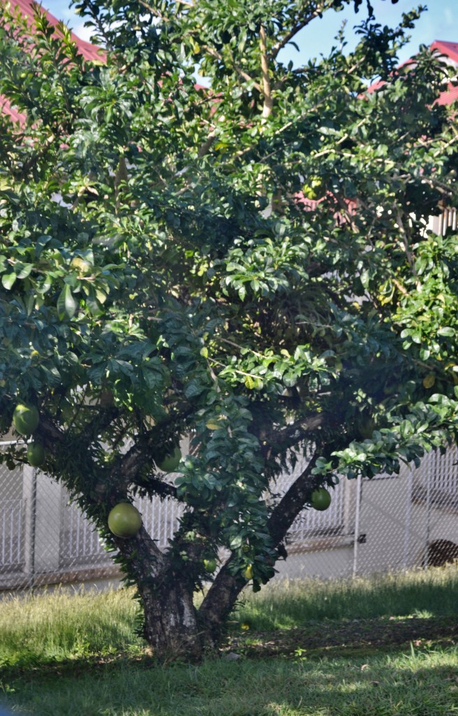 8 Calabash Tree, St. Lucia