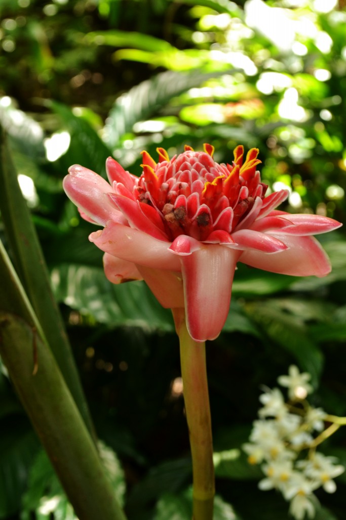 8 Pink Torch Ginger